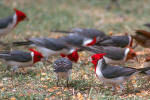 Cardinal birds