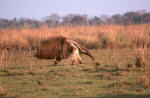 Giant Ant-Eater