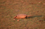 Armadillo