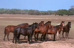 Pantanal Horses