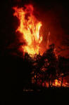 Bushfire at night
