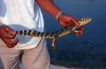 Baby Caiman
