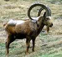 Ibex