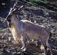 A markhor