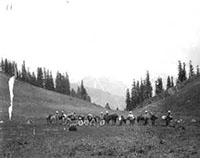 Baggage Ponies near Tragbal