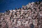 Cormorants