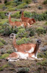 Guanacos