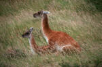Mating Guanacos
