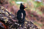 Woodpecker